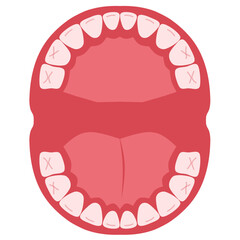 Baby teeth Illustration. Baby teething. Primary tooth development. Baby teeth chart.