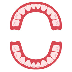 Baby teeth Illustration. Baby teething. Primary tooth development. Baby teeth chart.