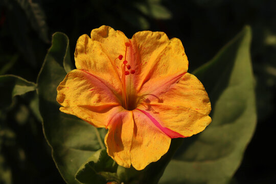 (Mirabilis jalapa) Flowers in the garden.