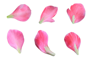 Set of 6 pink color rose petals on a white background or transparent