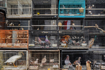 Poultry cages placed on the side of the road containing several birds have the potential to transmit diseases from birds to humans.