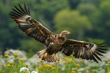 Fototapeta premium Majestic Eagle in Flight Over Lush Greenery and Wildflowers