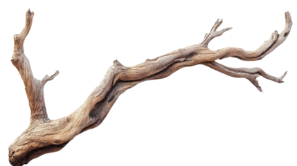Dry branch of a tree, isolated on  transparent background, natural wood texture