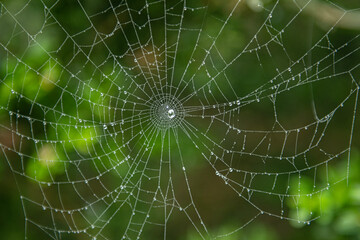 Rainy weather spider web. Wet spider web in rainy weather. Dewy spider web.