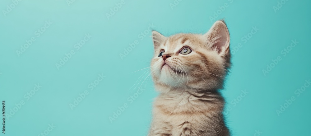 Poster humorous portrait of a gray cat set against a blue background adorable fluffy kitten space for copy 
