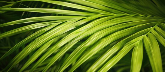 close up texture of a palm leaf. with copy space image. Place for adding text or design