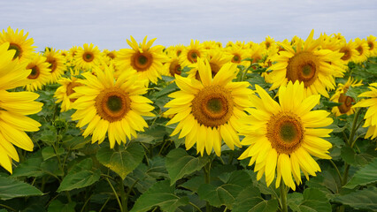 Obraz premium Yellow sunflowers blooming in field