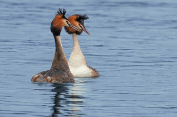Great crested grebe