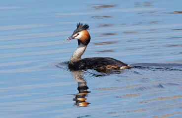 Great crested grebe