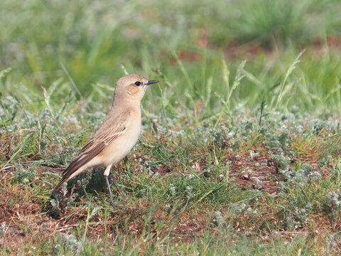 The isabelline wheatear bird on a meadow in spring, Oenanthe isabelline