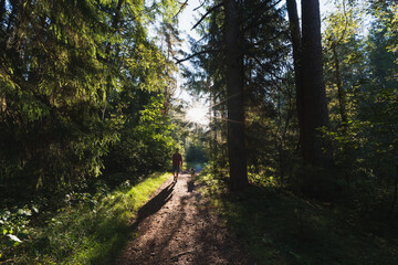 Fototapeta premium A guy with a husky dog ​​are walking in the forest on a sunny summer day. Nature of Estonia.