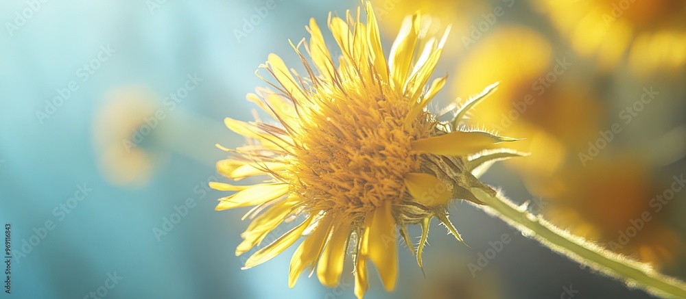 Poster A close up of a yellow prickly sow thistle bloom. with copy space image. Place for adding text or design