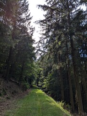 path in the woods