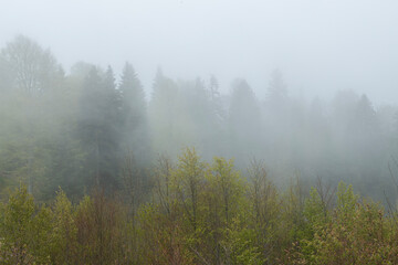 View of trees in the forest in foggy weather. Trunks of trees in the forest in foggy weather. Acelle Plateau, Sakarya Plateaus, Türkiye.
