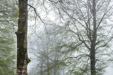 View of trees in the forest in foggy weather. Trunks of trees in the forest in foggy weather. Acelle Plateau, Sakarya Plateaus, Türkiye.