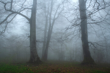 View of trees in the forest in foggy weather. Trunks of trees in the forest in foggy weather. Acelle Plateau, Sakarya Plateaus, Türkiye.
