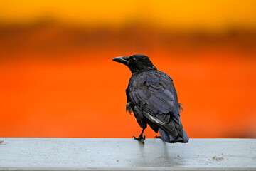 Rabenkrähe (Corvus corone) sitzt auf einem Hausdach // Carrion crow sitting on the roof of a house