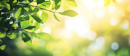 Obraz premium Background featuring abstract blurred foliage and vibrant summer sunlight for your text or advertisement. with copy space image. Place for adding text or design