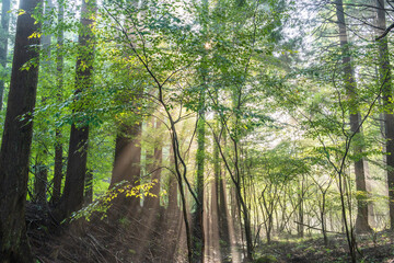 富士宮市から杉林に差し込む光芒