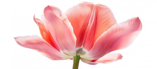 Fototapeta premium Lovely Pink Tulip Isolated on a White Background. with copy space image. Place for adding text or design