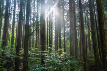 富士宮市から杉林に差し込む光芒