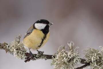 Great tit in winter