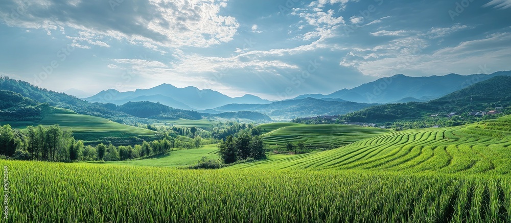 Fototapete green soybean fields in early summer and rice paddies that have been planted already. with copy spac