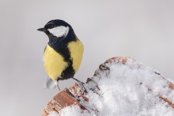 Great tit in winter