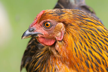 Chicken closeup