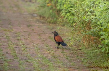 greater coucal on the road.greater coucal or crow pheasant, is a large non-parasitic member of the cuckoo order of birds, the Cuculiformes.