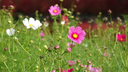 コスモス畑