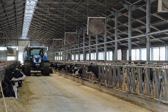 Cows feeding in cowshed on a dairy cattle farm. Tractor distributes feed to animals.