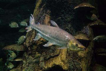 Goliath tigerfish. Predatory fanged ray-finned fish.