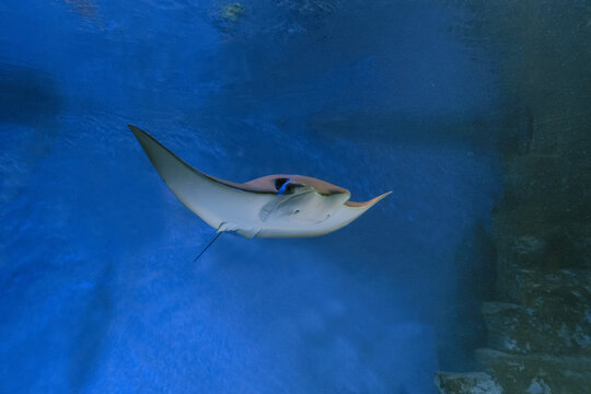 East American stingray underwater. Сownose ray inhabiting in the tropical waters of the Atlantic Ocean.