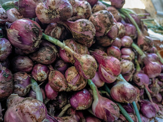 Shallots with their leaves after harvest that are still dirty with soil