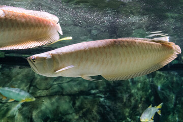 Silver arowana fish (Osteoglossum Bicirhossum) underwater. Side view.