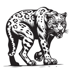 Jaguar vector illustration. Black and white of Jaguar image vector