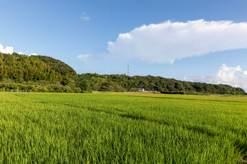 Fototapeta premium Agosto e Setembro e tempo da produção de arros no japão. É muito bonito. As produções normalmente são feitas por idosos e normalmente passa de geração a geração.