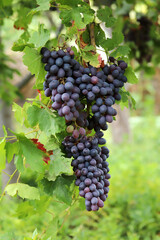 Red grape branch in the vineyard