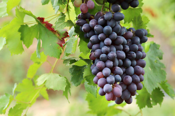 Red grape branch in the vineyard