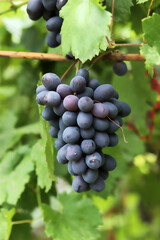 Red grape branch in the vineyard