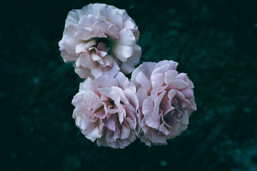 A close up of three pink roses in bloom