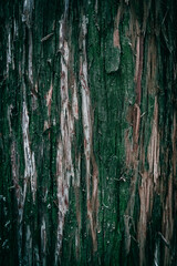 A close up of Red Cedar tree bark with green moss