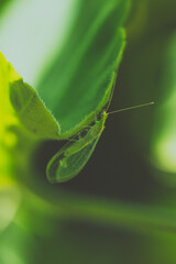 green caterpillar on leaf