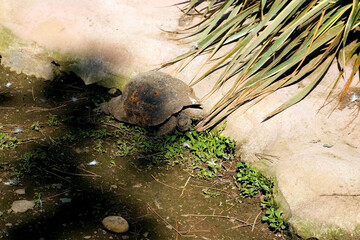 Land big turtle basking in sun near rocks in zoo natural park on hot summer day. Animal lying on ground, green grass, huge rough stones for reptile. Wildlife of tortoise.