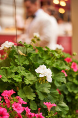 Beautiful street flowers near the cafe. Soft focus.         