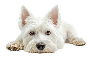 Lying West Highland White Terrier dog on transparent background