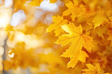 Bright yellow maple leaves glowing under warm autumn sunlight, Ai Generation