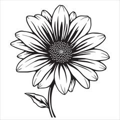 Fototapeta premium Black and white sunflower on a white background. Vector illustration.