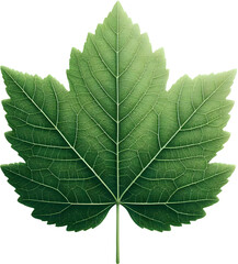 Obraz premium Green maple leaves background removal png, isolated fallen leaves. generative AI